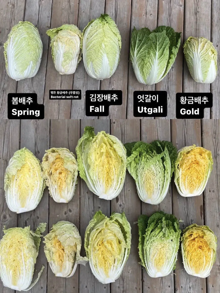김장 배추 재배 파종 모종 웃거름 결구 수확 타이밍_1