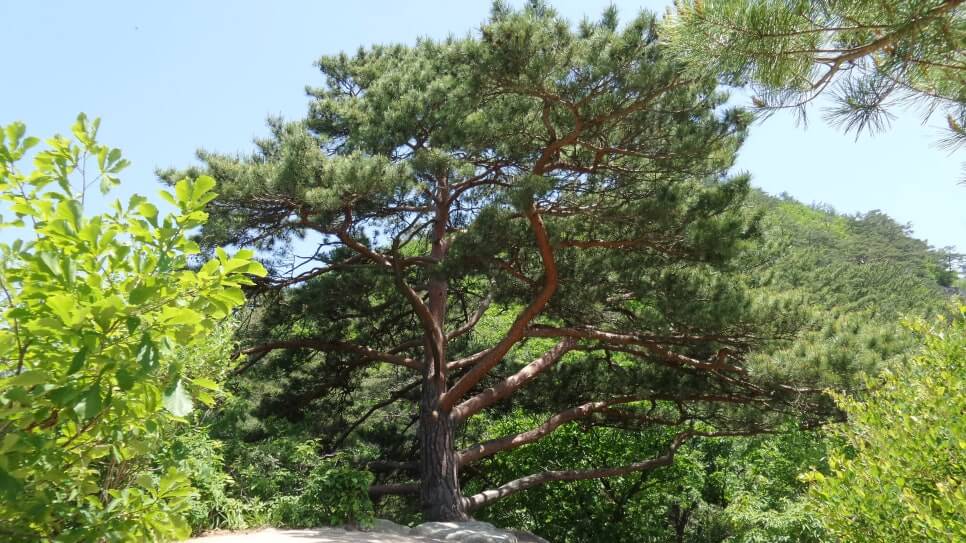 100대 명산 등산하기 마흔여섯번째 단양 도락산 암릉 구간과 기암괴석&amp;#44; 소나무 조망이 우수하며&amp;#44; 도락산 정상에서의 탁 트인 경관이 매력적