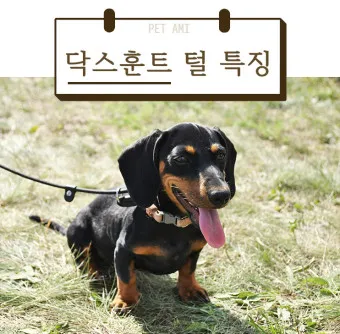 닥스훈트 순종 가격 성격 분양가격 장단점_16