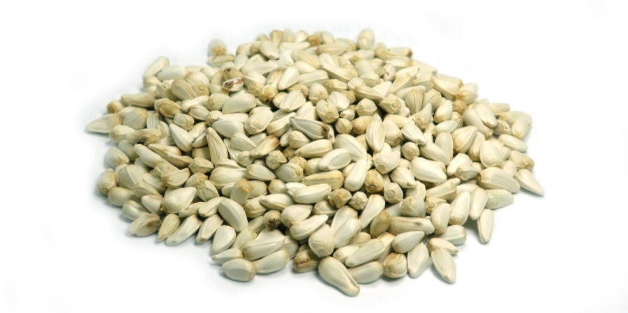 야생에서 채취를 한 홍화의 씨를 깨끗하게 세척을 한 후에 하얀 바닥 위에 수북하게 쌓아두고 찍은 사진