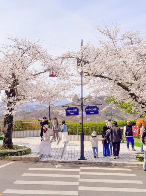 대구 이월드 벚꽃 축제