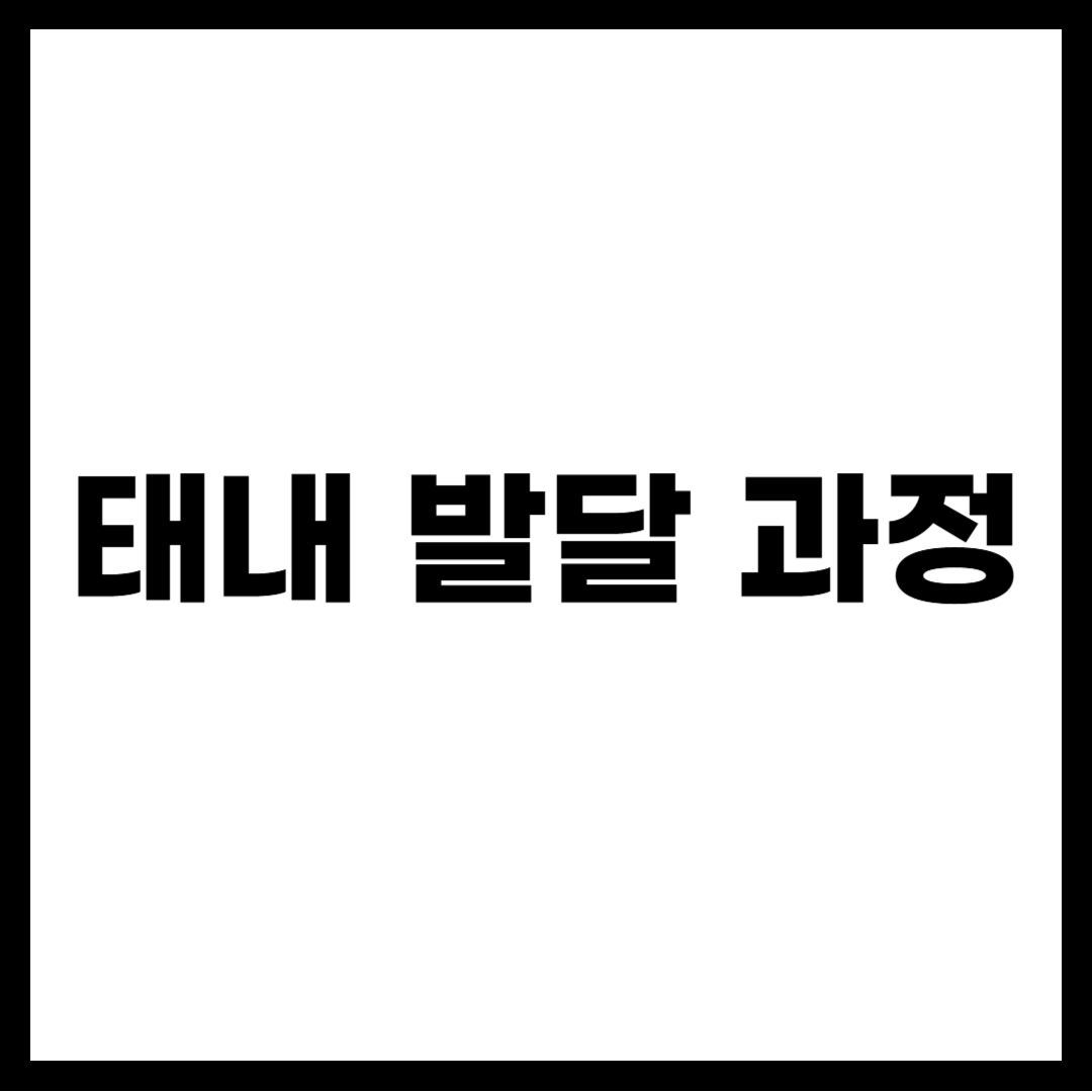 태내 발달 과정