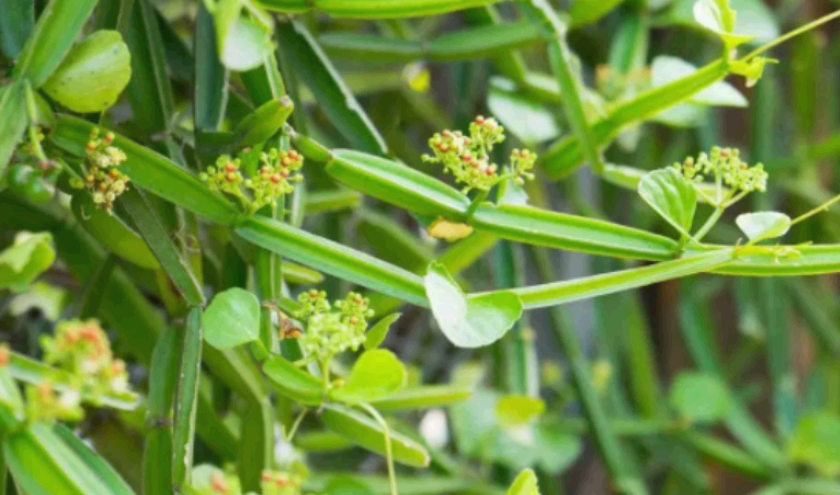 시서스식물사진, 담쟁이덩굴, 시서스 다이어트