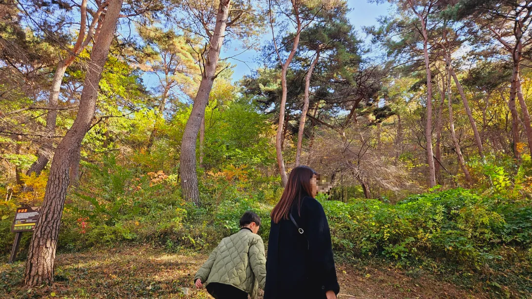 밀양 금시당 은행나무