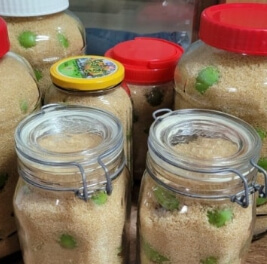 매실청 담그는법