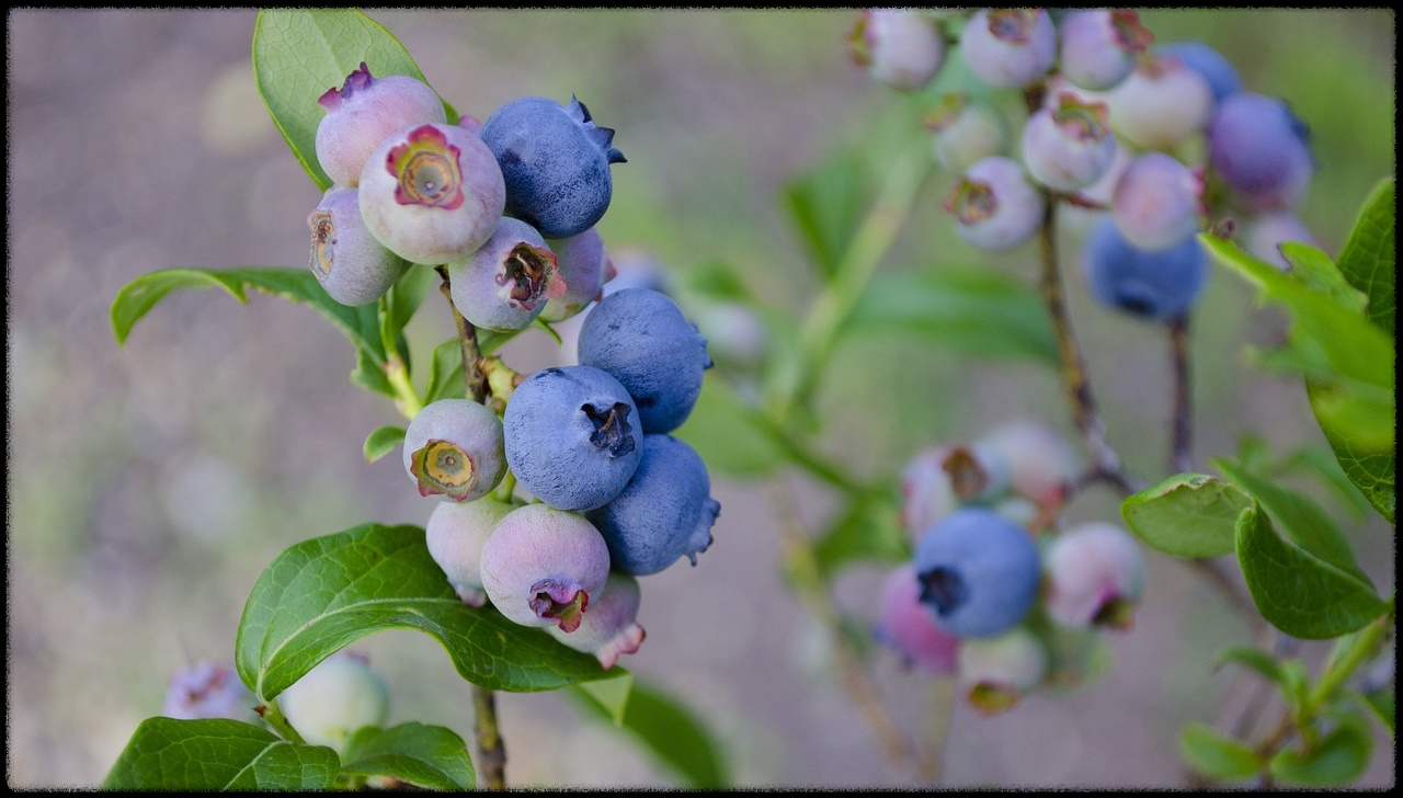 블루베리 효능 이미지_19