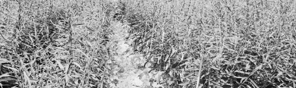 피복 재배 시: 5월 상순