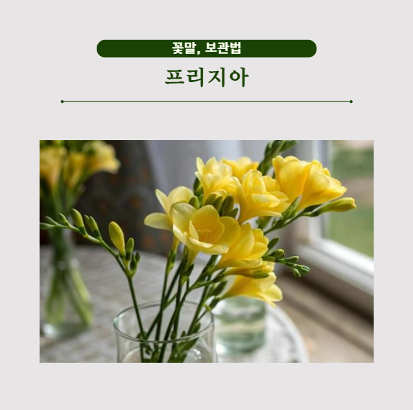 분홍 보라 하얀 프리지아 색깔별 꽃말과 보관법