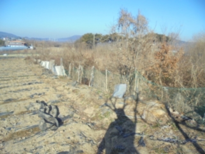 논산지원2021타경2666 기호 1.지상 제시외 수목