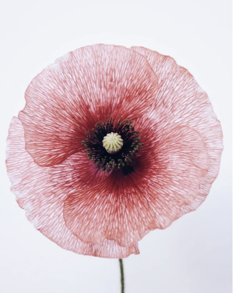 양귀비술 효능 및 효과 이것은 몰랐죠. 