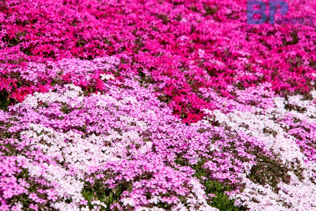 진안-원연장-꽃잔디-마을