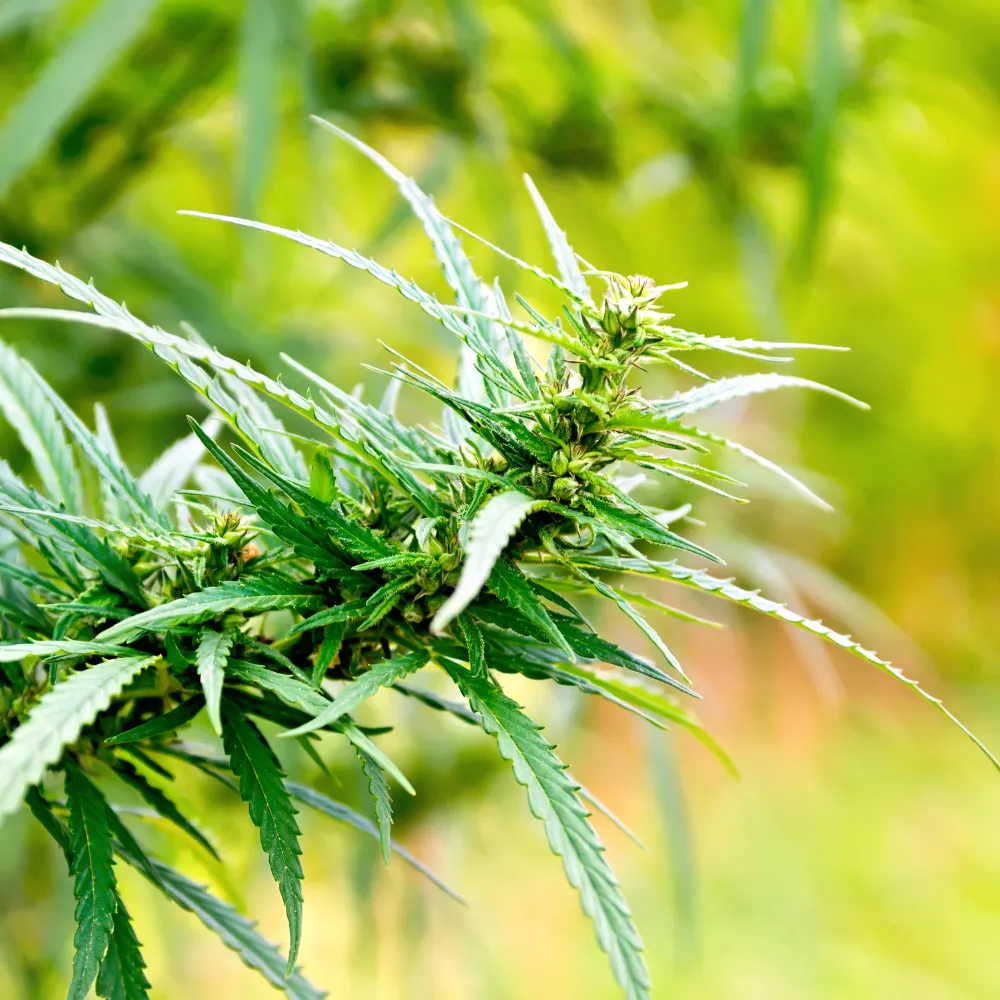 대마 종자유 먹는 방법