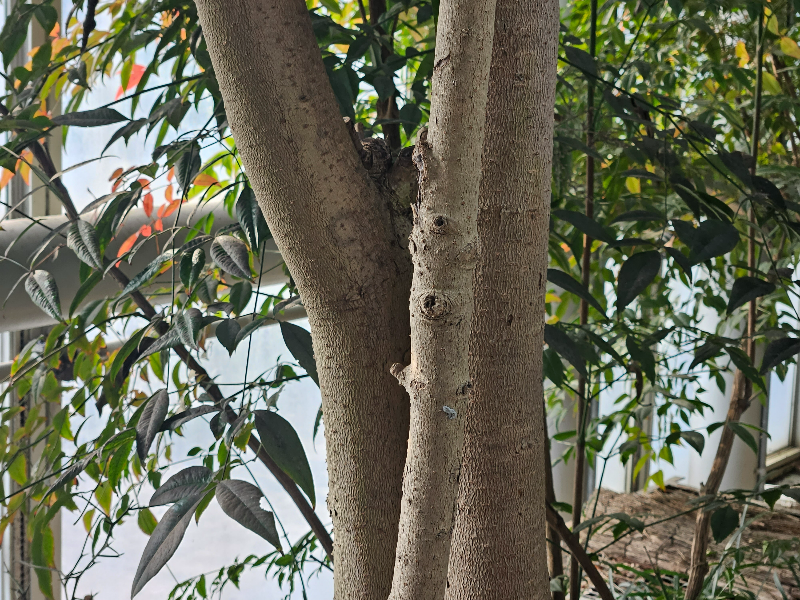 아왜나무 수피2