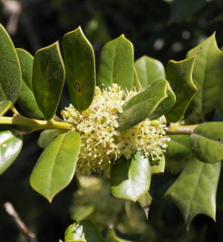 호랑가시나무 꽃1