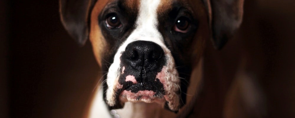 강아지 초콜릿 먹었을 때 대처방법 8