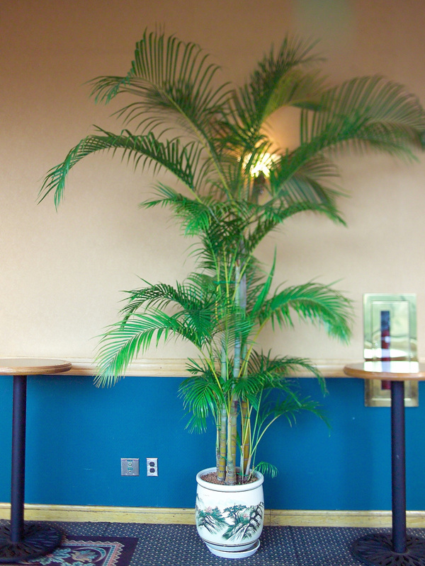 공기정화 식물 사진