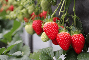 신장에좋은과일12