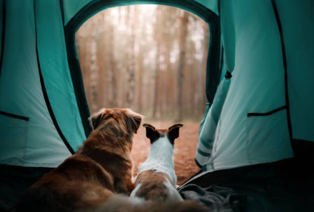국립공원관리공단 예약통합시스템 총정리