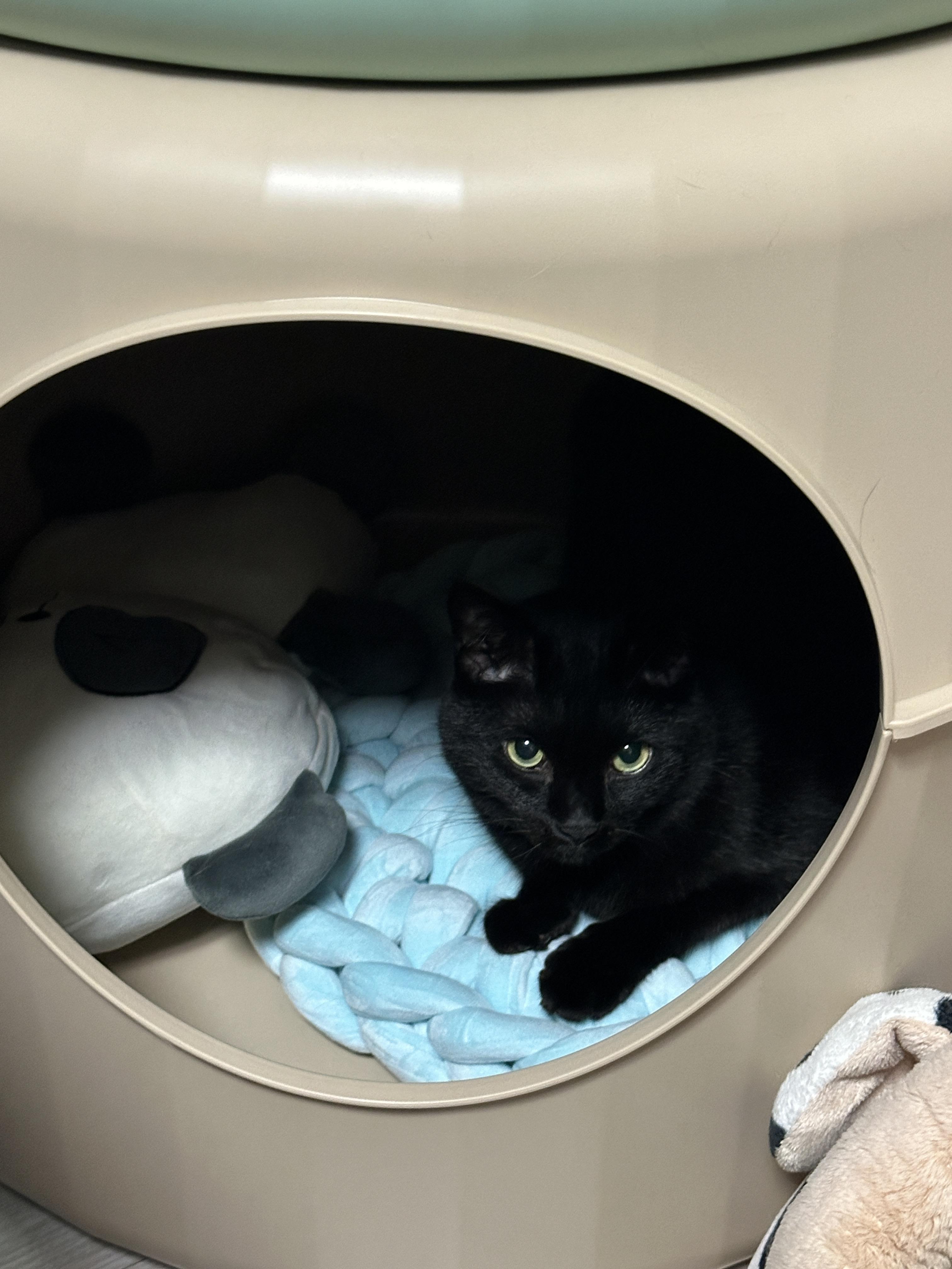 두번째_방석에_들어가있는_올블랙고양이_건이