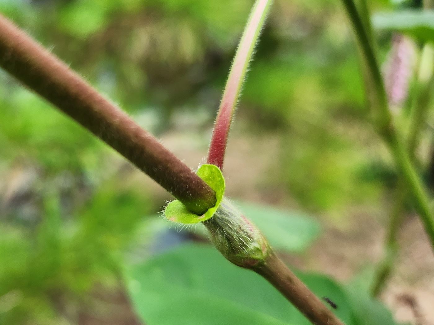 노인장대(털여뀌)