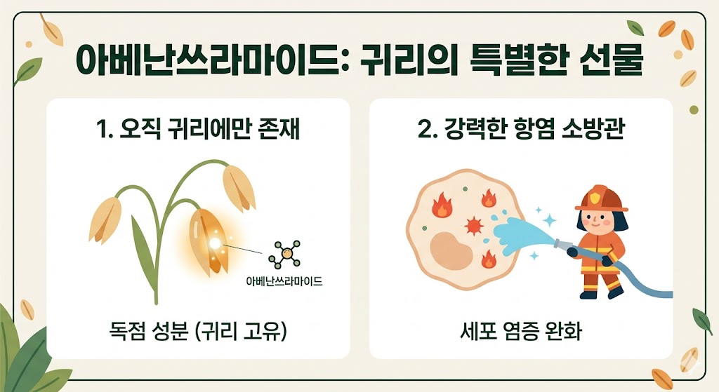 귀리 일러스트와 소방관 캐릭터를 활용하여 아베난쓰라마이드의 특징을 설명하는 이미지입니다. 왼쪽에는 귀리에서만 발견되는 독점 성분이 강조되어 있고, 오른쪽에는 소방관이 세포의 염증 불길을 끄는 모습을 심플한 플랫 디자인으로 구현하여 핵심 효능을 직관적으로 보여줍니다.