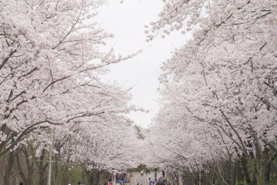인천벚꽃명소베스트 인천대공원 벚꽃축제