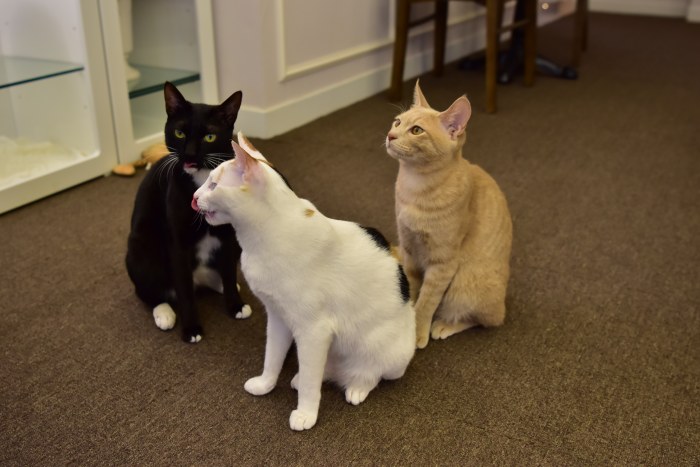 수영동 디저트 카페 스윗트롤 고양이