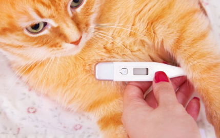고양이와 체온계.