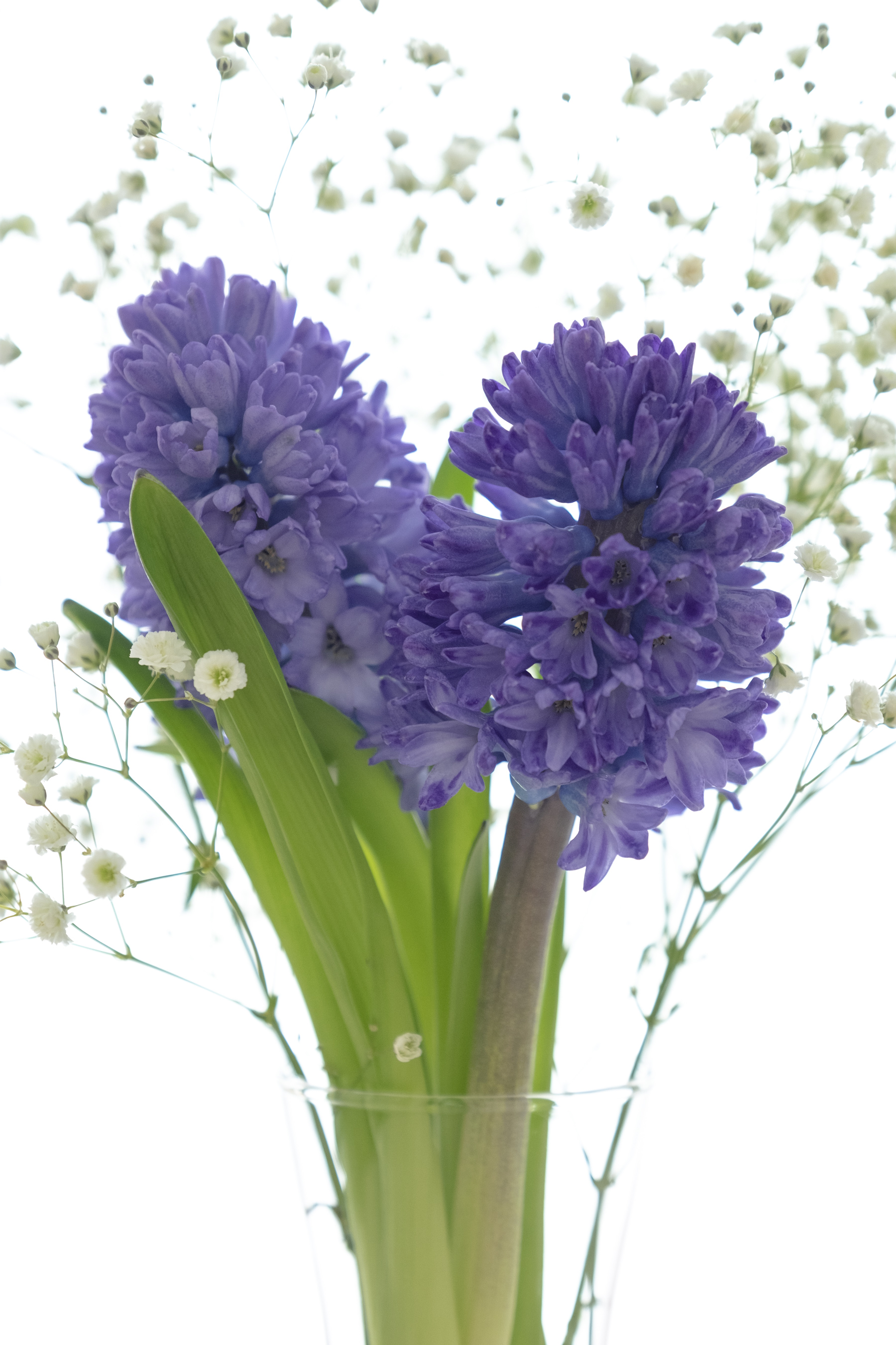 Hyacinth