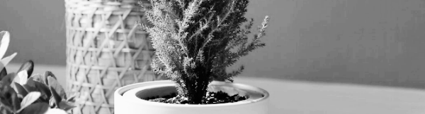 율마 키우는 방법: 온도, 통풍, 장소, 갈변