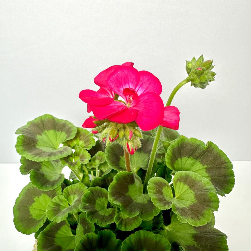 제라늄 키우는법, 종류, 삽목, 꽃말, 노란 잎 원인