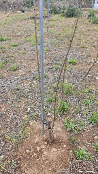 체리나무 재배법 건강한 과일 나무 키우기_12