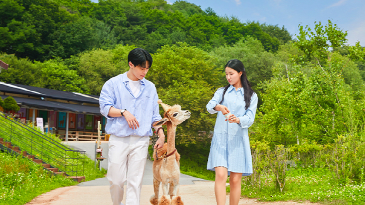 홍천 알파카월드