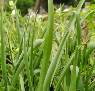 대파 효능과 부작용 고르는법