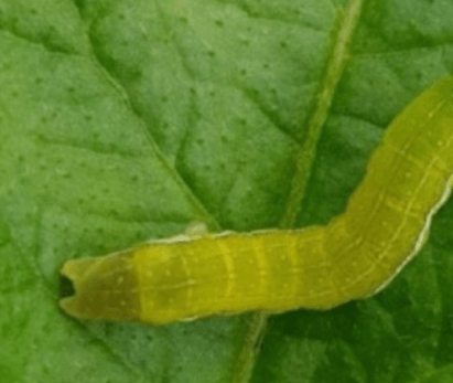 김장 배추 모종 심는 시기