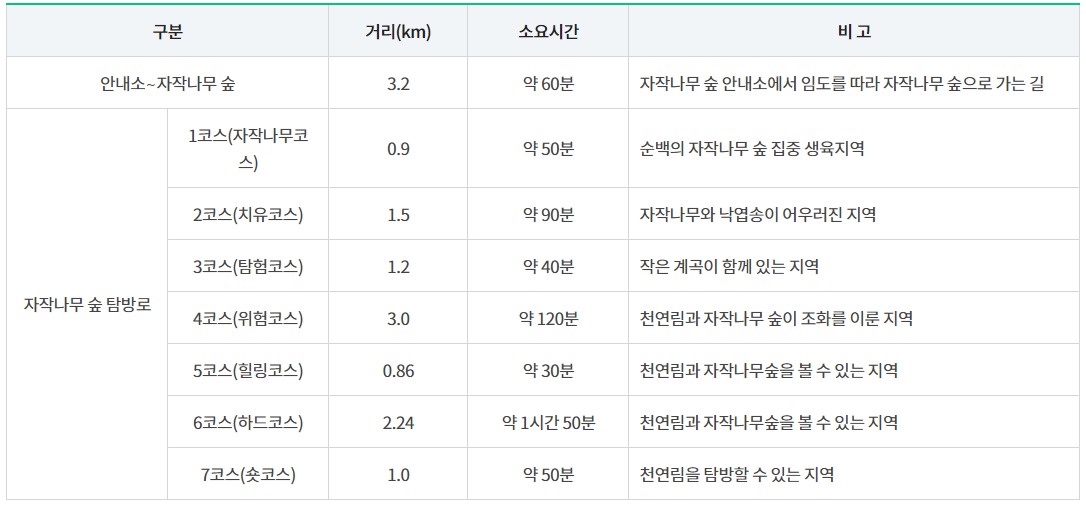 겨울 여행지 추천 인제 자작나무 숲