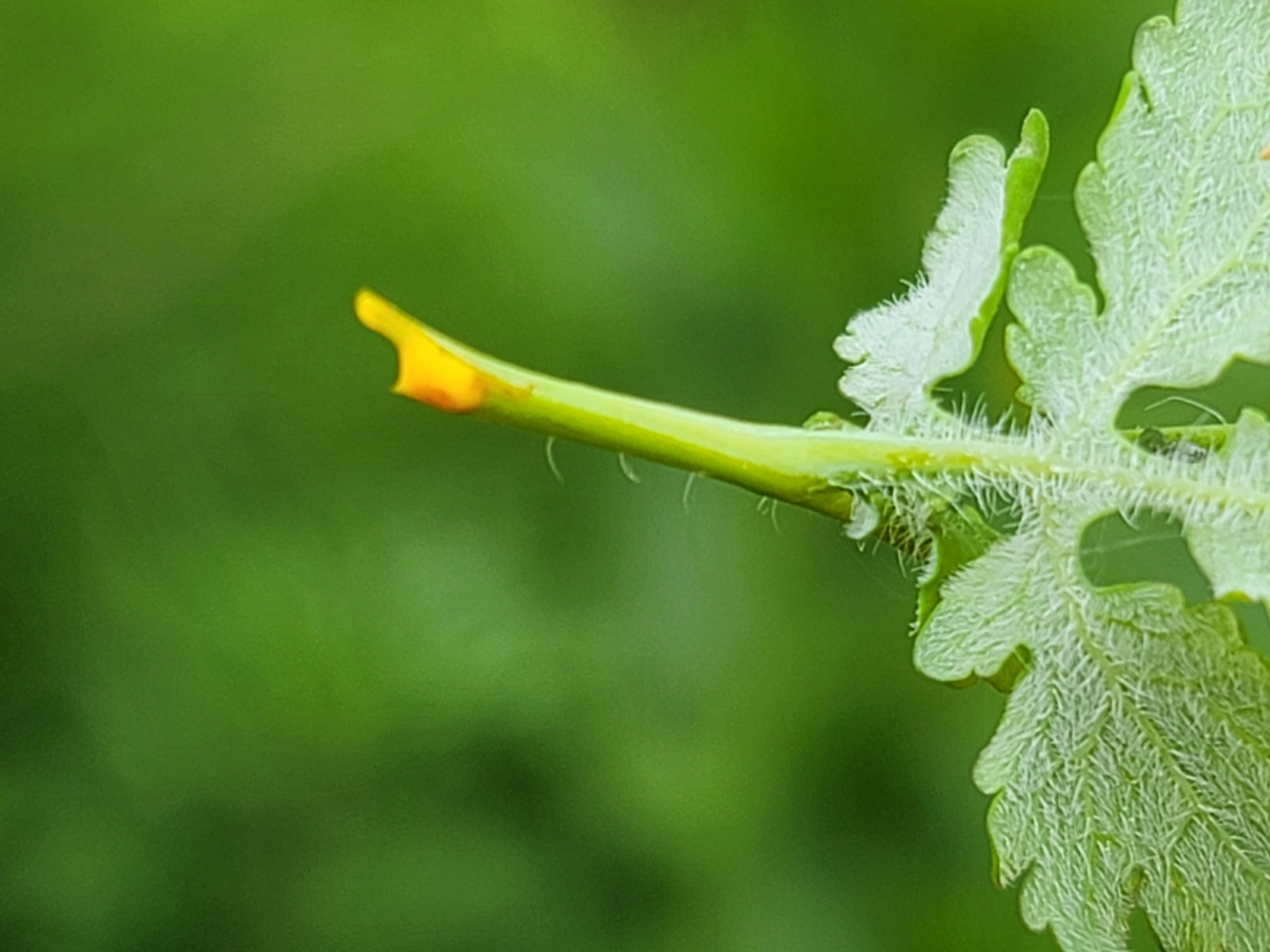 애기똥 닮은 노란 액을 볼 수 있다