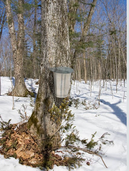 고로쇠수액 사진