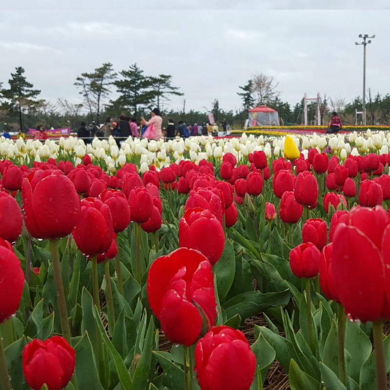 태안 가을 꽃박람회 체험 프로그램 & 즐길 거리