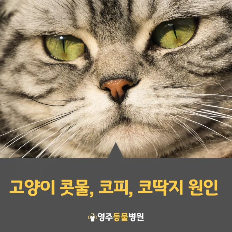 "고양이