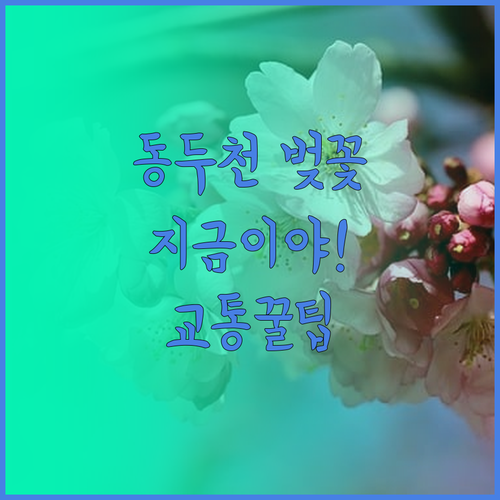 동두천 벚꽃 나들이를 위한 개화시기와..