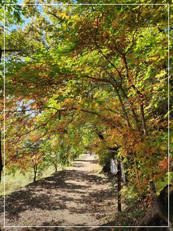 홍천 가볼만한곳 베스트10 수타사 산소길