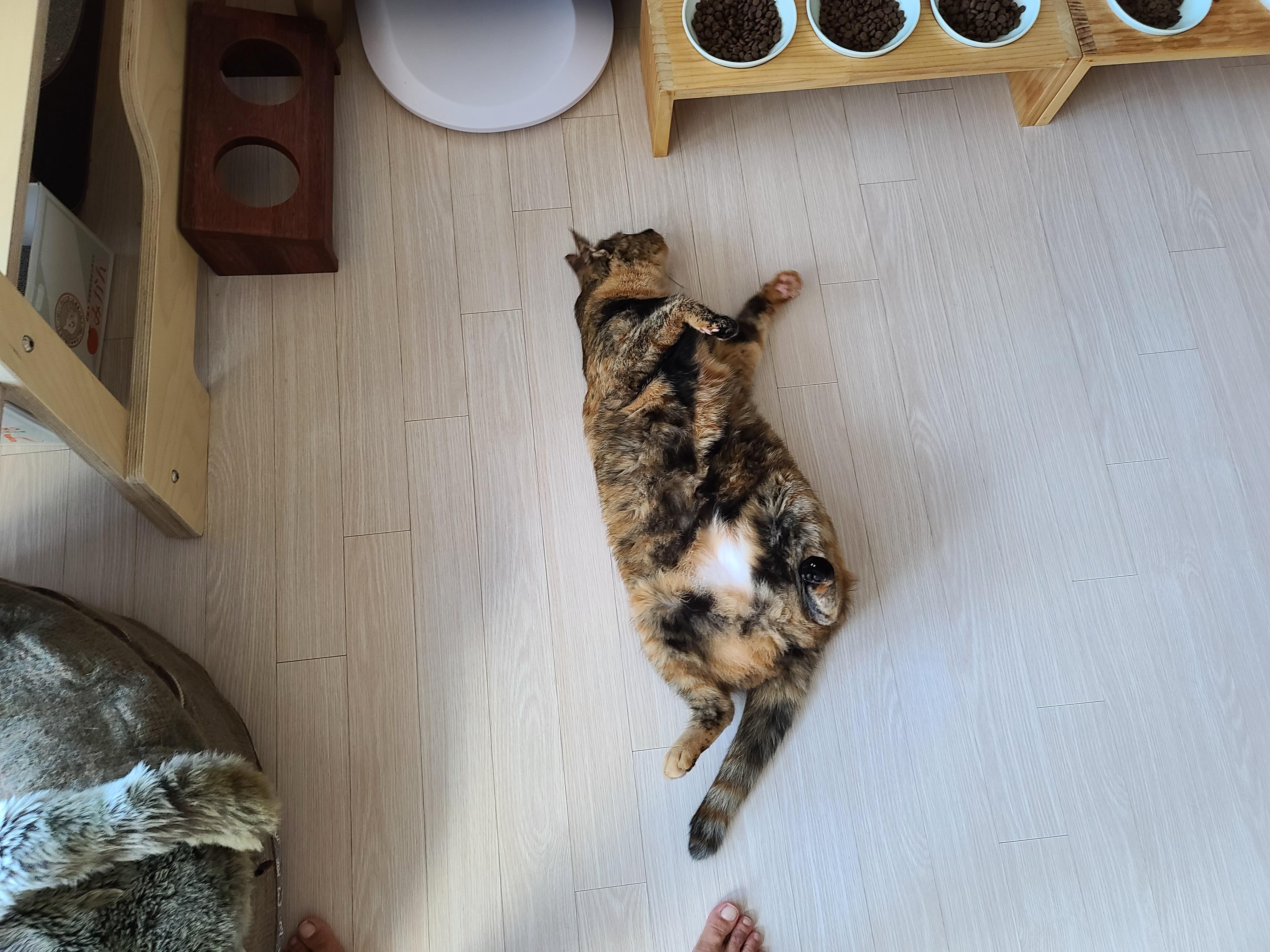 오랜만에 맑은 하늘이었던 날 아홉냥이네 고양이들.