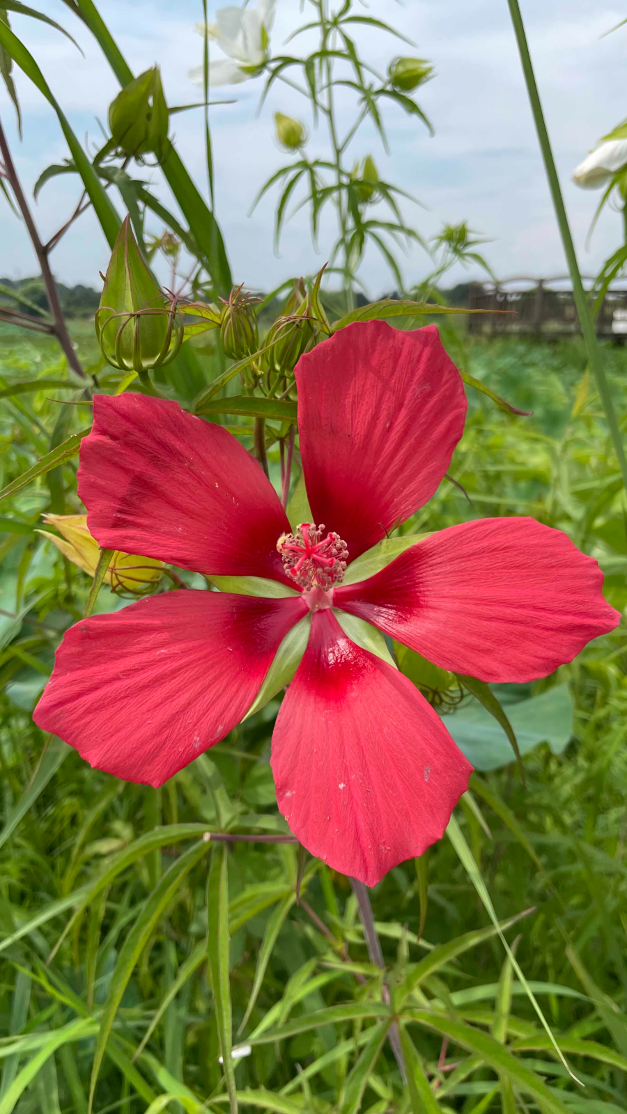 합덕제 수변공원