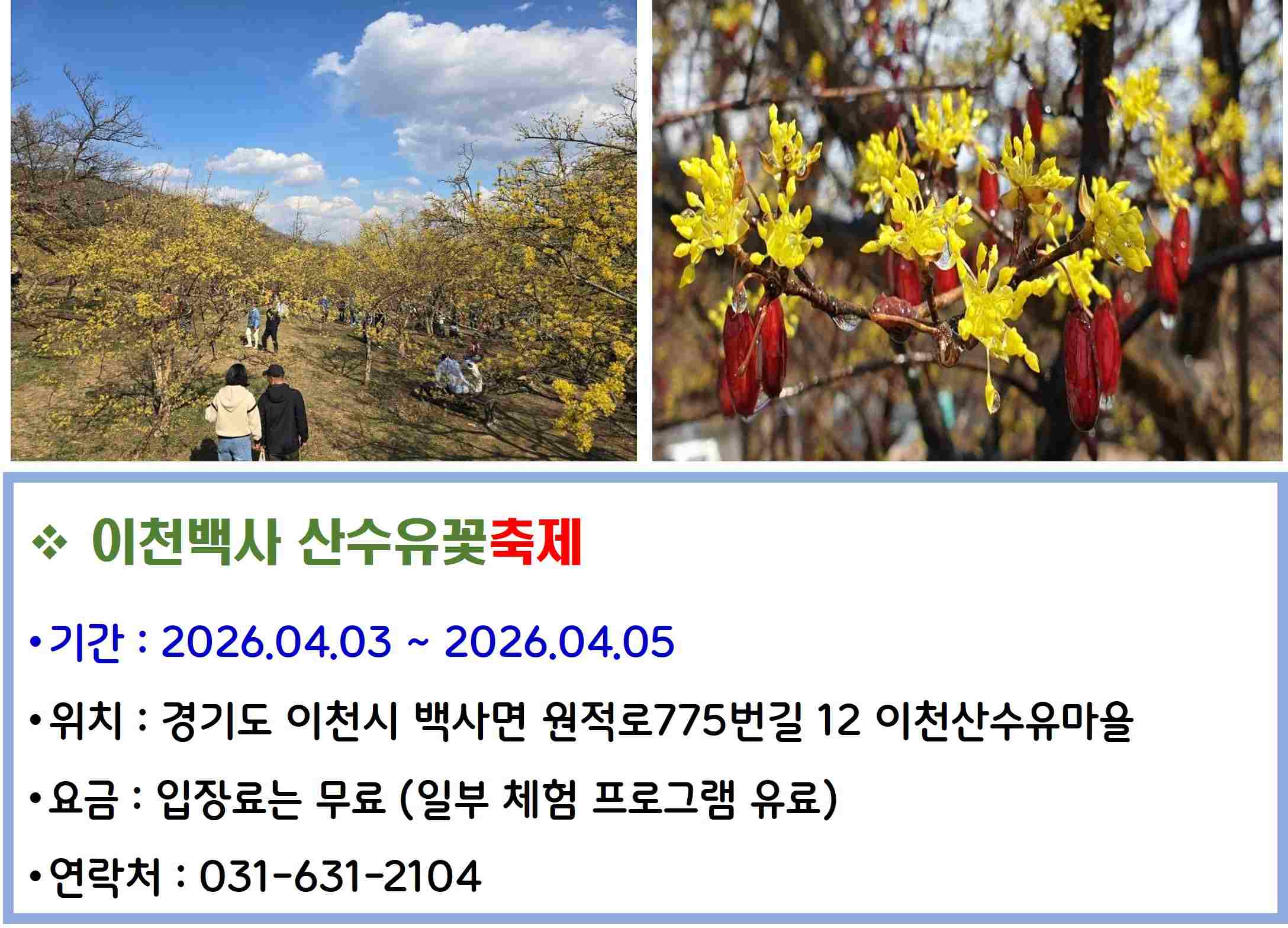 이천백사 산수유꽃축제