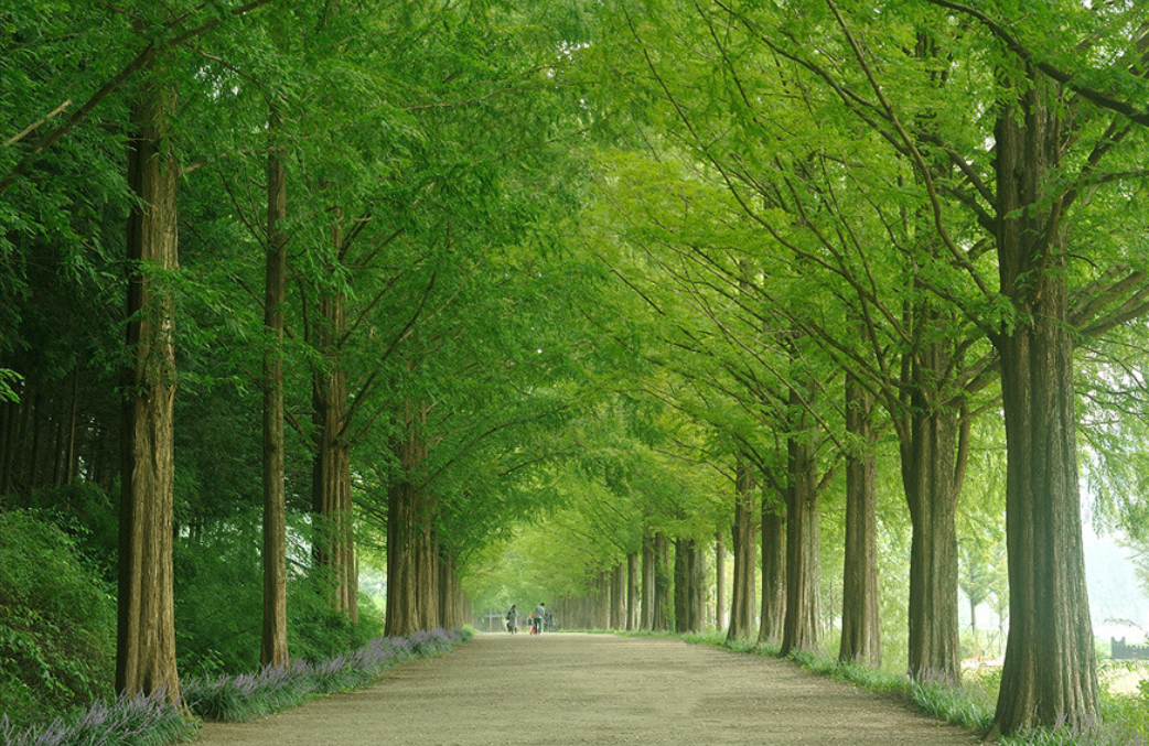 담양 여행 1박2일 코스