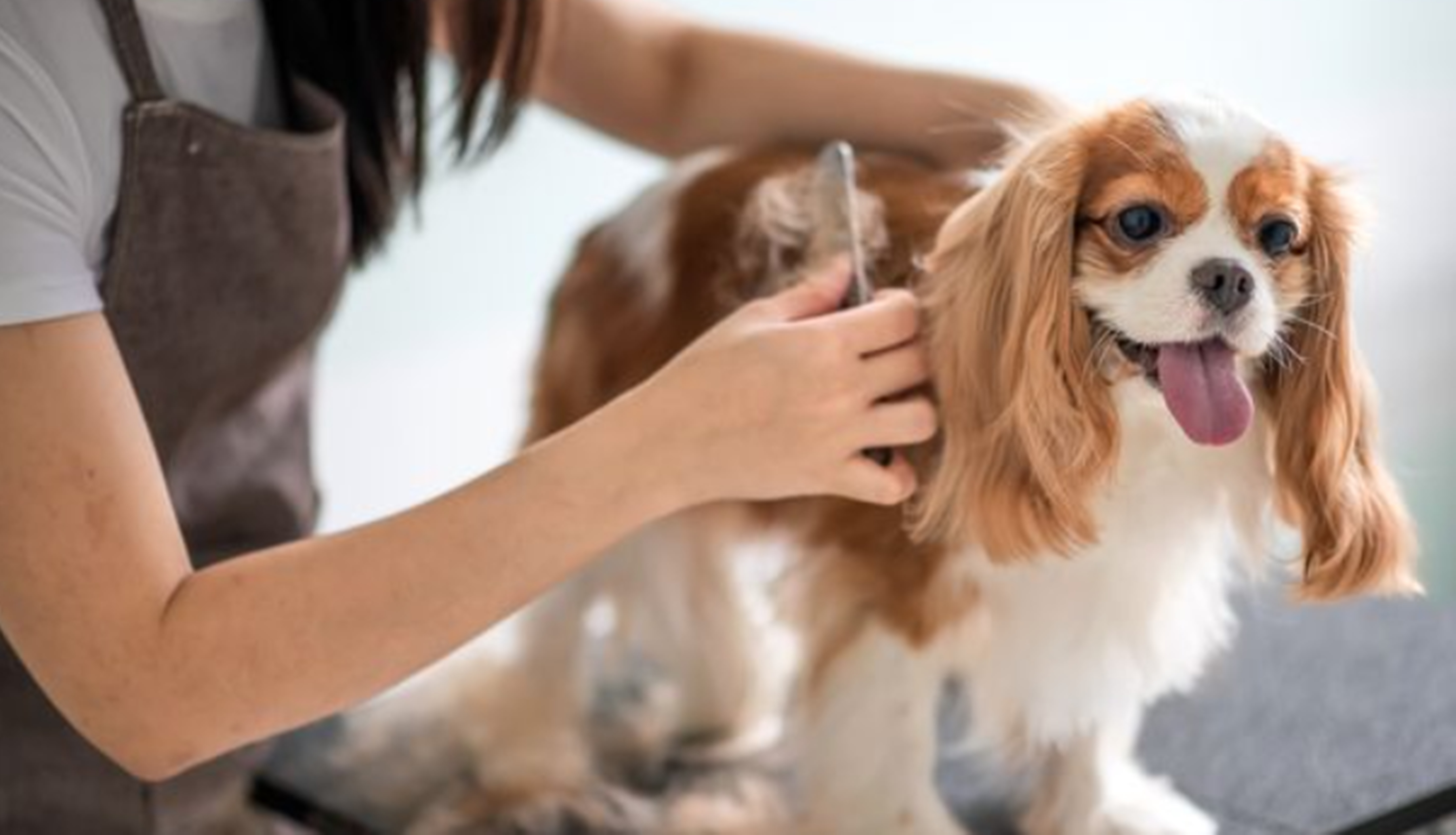 강아지다리마사지