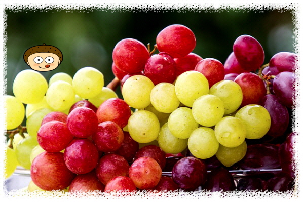 신장에 좋은 최고의 과일은 포도