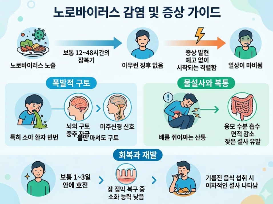 노로바이러스 노출 후 잠복기 12~48시간과 폭발적 구토·물설사 증상 진행 과정을 단계별로 나타낸 증상 가이드 이미지