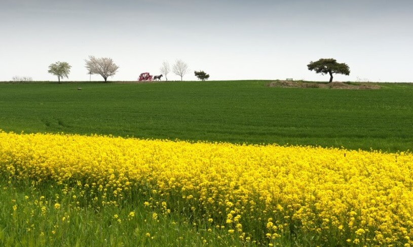 고창청보리밭축제사진